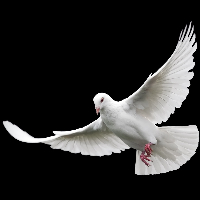 Per Jon Anker Gaupseth