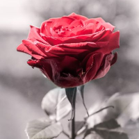 Oddrun Helene Sørvik